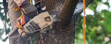 Tree and Shrub Care in Gonzalez, FL