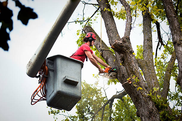 How Our Tree Care Process Works  in  Gonzalez, FL